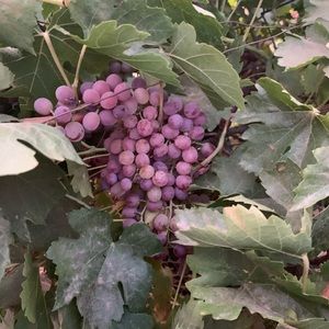 Meet your Posher, Norma